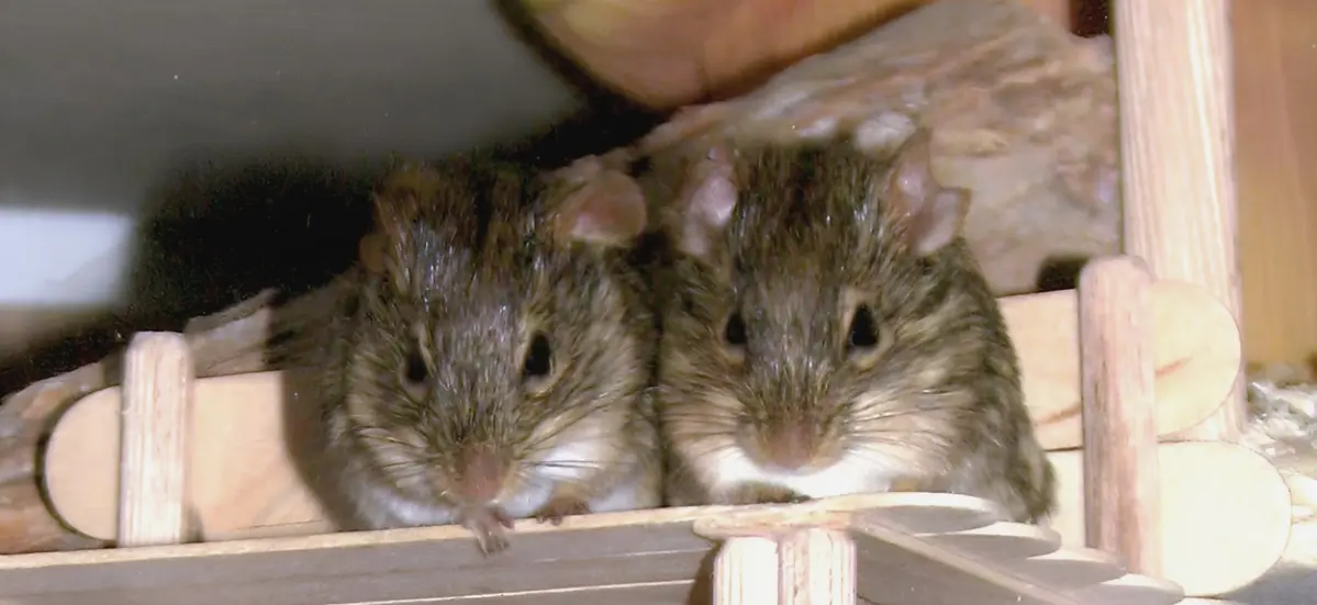 Streifengrasmäuse sitzen nebeneinander