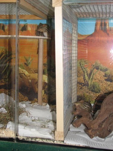 Streifengrasmäuse im Aquarium mit Trenngitter