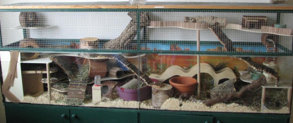 Aquarium mit Aufbau für Streifengrasmäuse