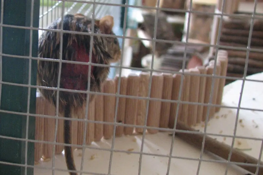 Streifengrasmaus verletzt durch andere Streifengrasmäuse