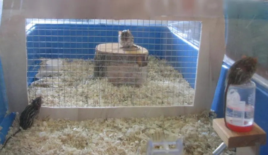 Streifengrasmäuse durch Trenngitter getrennt