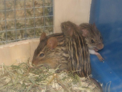 Streifengrasmäuse kuscheln nach Vergesellschaftung nach Streit